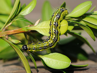 Gartenarbeit im März