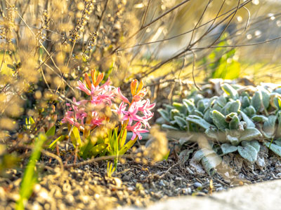 Gartenarbeit im März